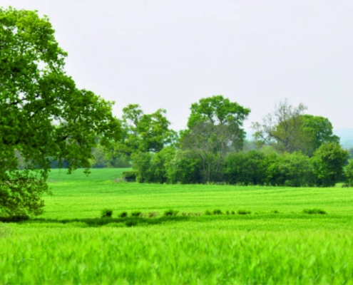 Lush green farmland scene West of Bickerton