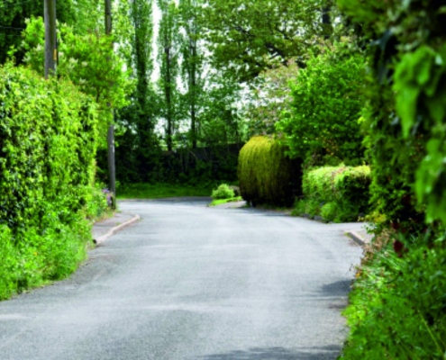 Road scene Tom Cat Lane Bickerton. Lush green hedges with sharp bend