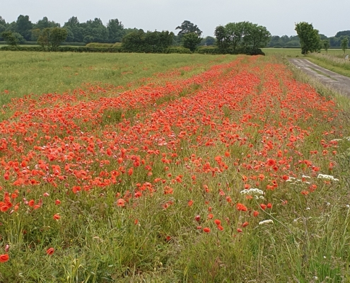 Field of Poppies, West of Bickerton