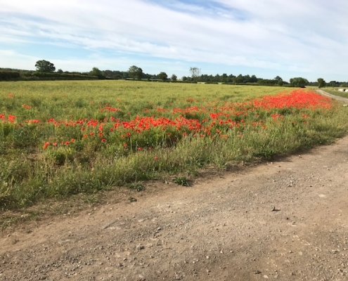 Field of poppies at the end of Main Street Bickerton