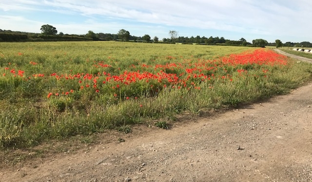 Field of poppies at the end of Main Street Bickerton